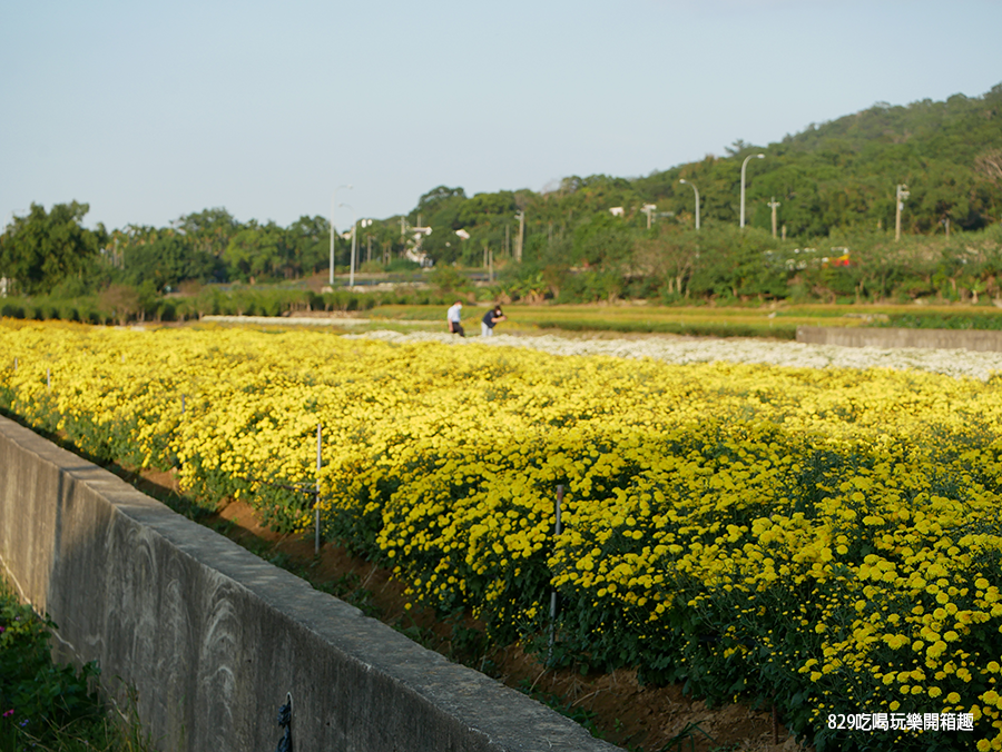 2020苗栗銅鑼最新花況｜1114、1115杭菊芋頭節開跑｜數十公頃雪白的杭菊、金黃的稻穗、向日葵、太陽麻、和繽紛的波斯菊、百日草美景｜苗栗銅鑼一日遊懶人包 (1).png