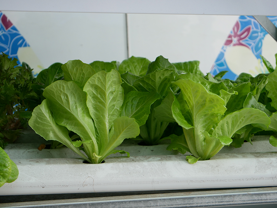 【苗栗美食】樂客茶館x頭份青創1號基地｜頭份市公所內享受輕食下午茶好地方｜ubereat foodpanda 外送  (1).png