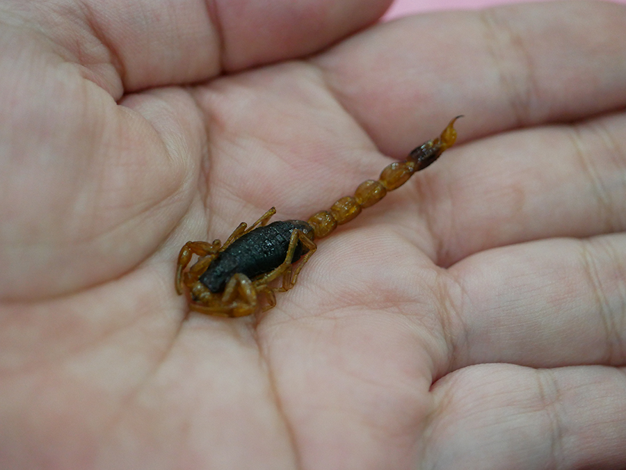 【嘉義鹿草美食】和樂食堂｜蠍子、螞蟻、蚱蜢都入菜，挑戰味蕾的山珍野味料理｜母親節、同事家庭聚餐、尾牙餐會、年菜好選擇 (28).png