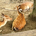 奈良鹿公園的鹿