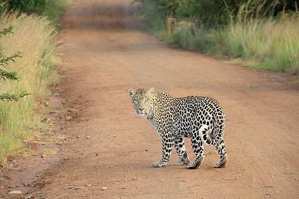 lions-tigers-and-leopards-oh-my.jfif