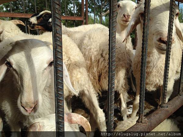 相片 2015-8-4 下午5 46 59.jpg