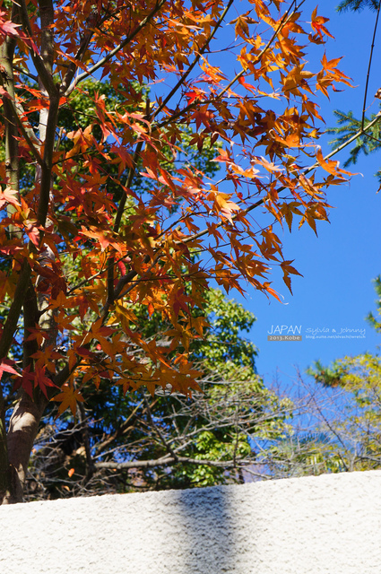 DSC01616 拷貝.jpg - 2013.京阪神賞楓