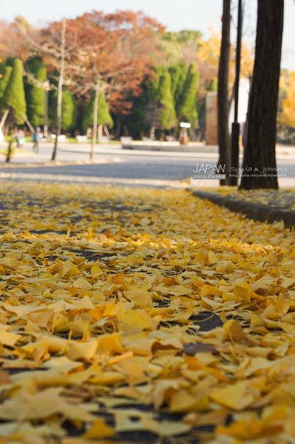 DSC01327 拷貝.jpg - 2013.京阪神賞楓