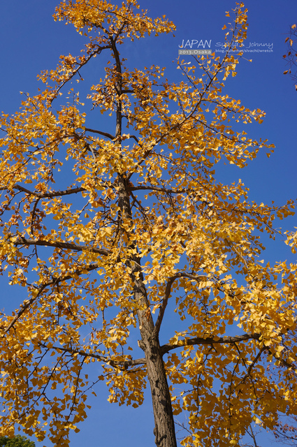 DSC01379 拷貝.jpg - 2013.京阪神賞楓