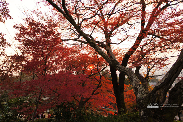 DSC00998 拷貝.jpg - 2013.京阪神賞楓