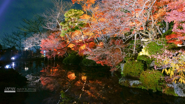 DSC01097 拷貝.jpg - 2013.京阪神賞楓