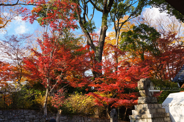 DSC00868 拷貝.jpg - 2013.京阪神賞楓