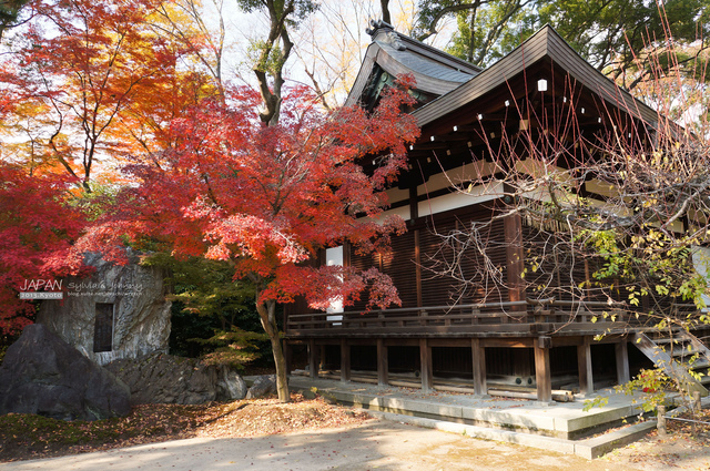 DSC00869 拷貝.jpg - 2013.京阪神賞楓