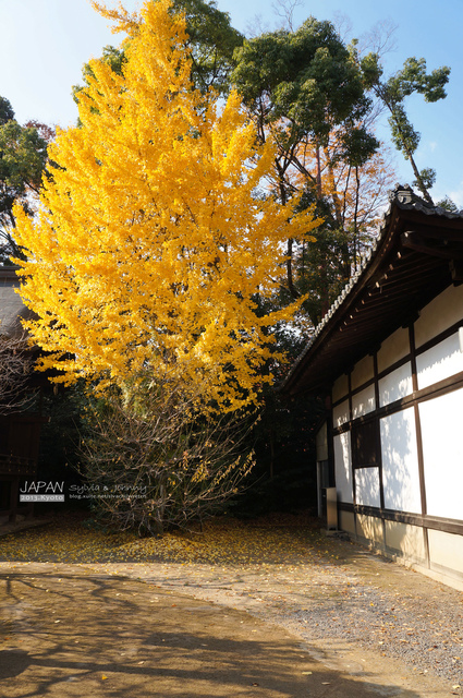 DSC00867 拷貝.jpg - 2013.京阪神賞楓