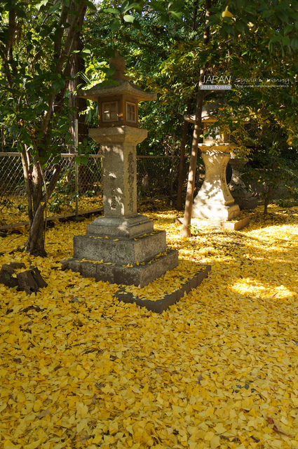 DSC00895 拷貝.jpg - 2013.京阪神賞楓