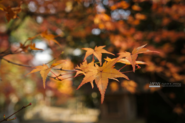 DSC00908 拷貝.jpg - 2013.京阪神賞楓