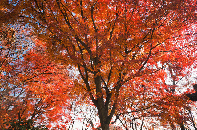 DSC00764 拷貝.jpg - 2013.京阪神賞楓