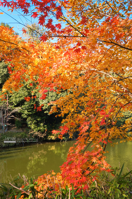 DSC00719 拷貝.jpg - 2013.京阪神賞楓