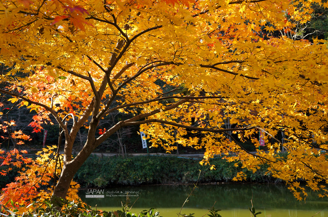 DSC00748 拷貝.jpg - 2013.京阪神賞楓