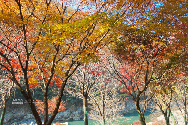 DSC00656 拷貝.jpg - 2013.京阪神賞楓