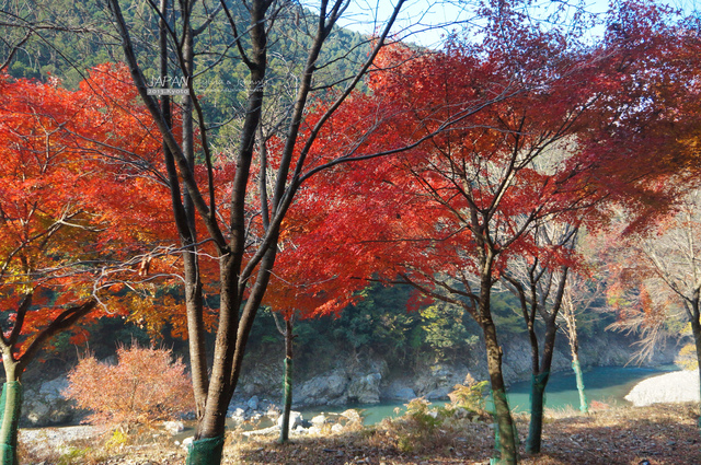 DSC00657 拷貝.jpg - 2013.京阪神賞楓