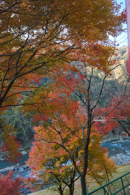 DSC00680 拷貝.jpg - 2013.京阪神賞楓