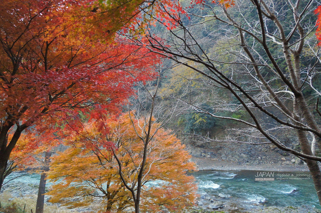 DSC00687 拷貝.jpg - 2013.京阪神賞楓