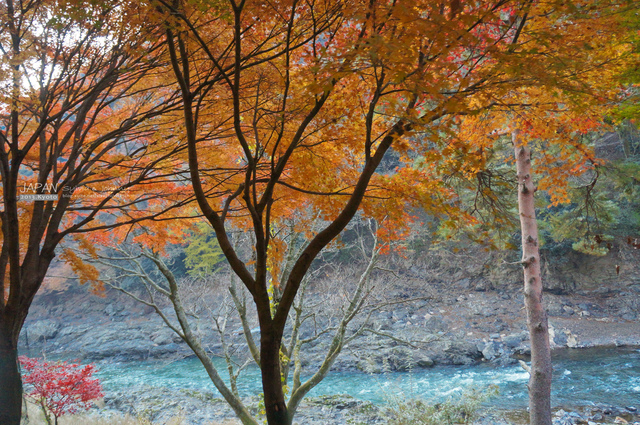 DSC00688 拷貝.jpg - 2013.京阪神賞楓