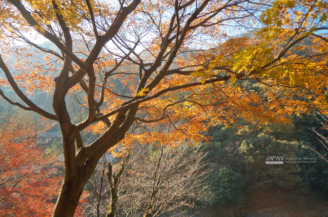 DSC00691 拷貝.jpg - 2013.京阪神賞楓