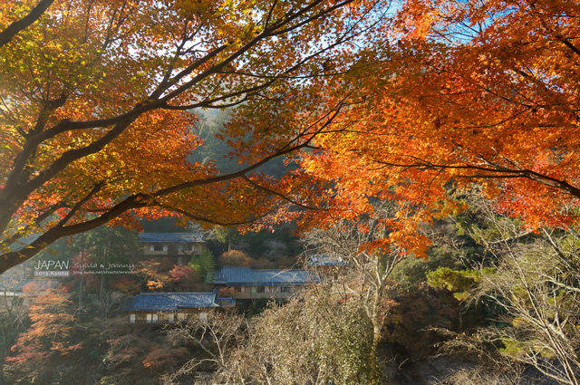 DSC00693 拷貝.jpg - 2013.京阪神賞楓