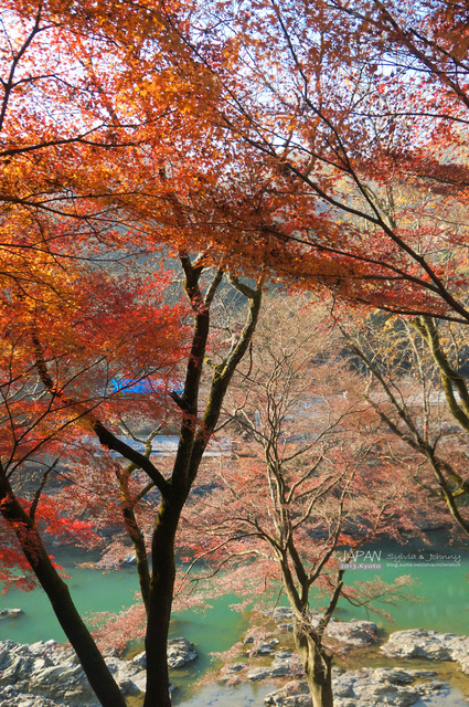 DSC00699 拷貝.jpg - 2013.京阪神賞楓