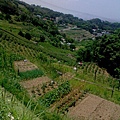 IMG1763A.jpg