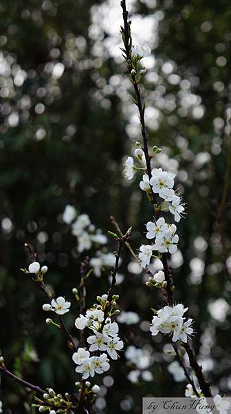 苗栗市貓貍山公園