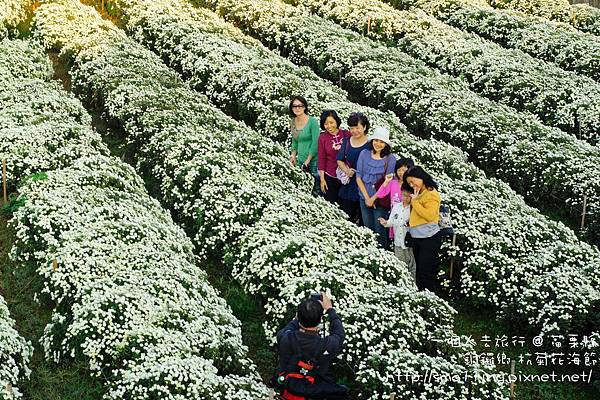 苗栗縣 銅鑼鄉 杭菊花海 (2012)