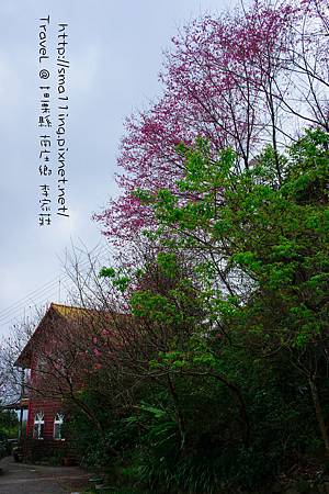 南庄鄉 李家莊 櫻花 (20130204)