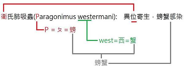 衛氏肺吸蟲.JPG