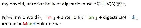 mylohyoid.JPG mylohyoid.JPG