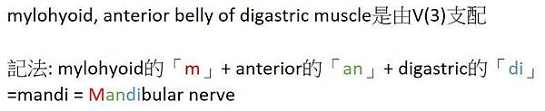 mylohyoid.JPG