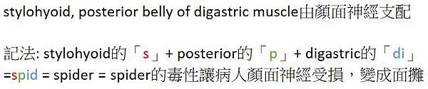 stylohyoid.JPG stylohyoid.JPG