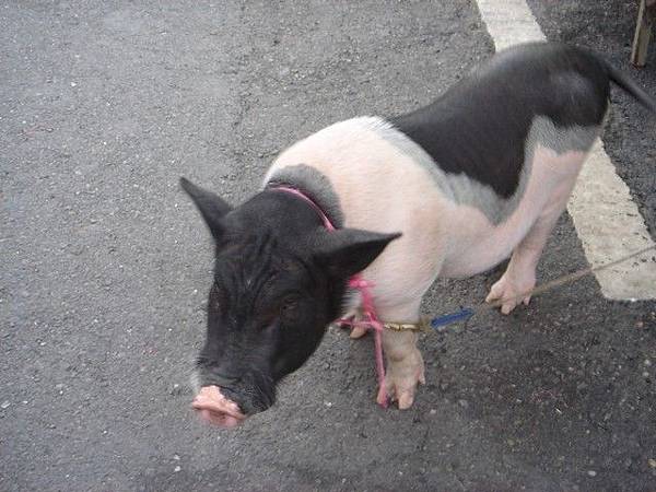 逛旗津時發現的豬