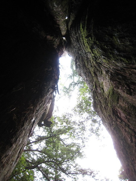 20080704-065 神木裡