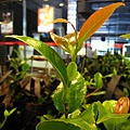 20100807-04.JPG