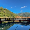 偶像劇場景般的落羽松森林【羅東運動公園】秋冬季節染成橘紅一片