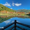 偶像劇場景般的落羽松森林【羅東運動公園】秋冬季節染成橘紅一片