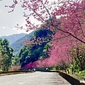 宜蘭賞櫻秘境【櫻悅景觀渡假別墅】茶園櫻花隧道，打卡免費入園｜