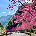 與太平山美麗的邂垢｜觀景台欣賞絕美晨曦日出，太平山莊附近景點