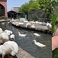 宜蘭》隱藏鄉間的合菜餐廳【松叁雞】彷彿走進江湖客棧用餐，食尚