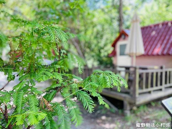 台中武陵農場》必拍新亮點【京華吊橋】【武陵吊橋】交通門票及景