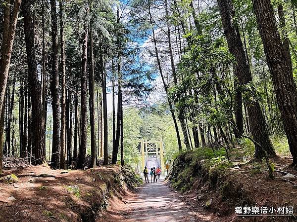 台中武陵農場》必拍新亮點【京華吊橋】【武陵吊橋】交通門票及景