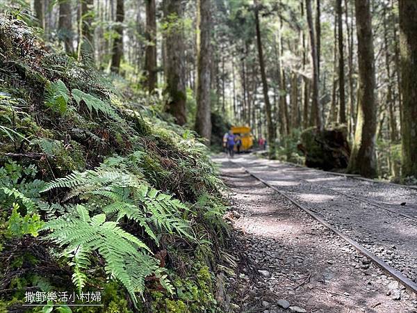 宜蘭》「太平山蹦蹦車+茂興懷舊步道」旅遊全攻略｜教你如何美拍