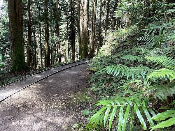 宜蘭》「太平山蹦蹦車+茂興懷舊步道」旅遊全攻略｜教你如何美拍