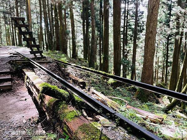 宜蘭》「太平山蹦蹦車+茂興懷舊步道」旅遊全攻略｜教你如何美拍