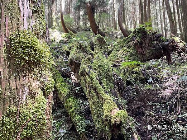 宜蘭》「太平山蹦蹦車+茂興懷舊步道」旅遊全攻略｜教你如何美拍