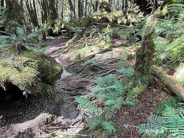 絕美高山湖泊【太平山翠峰湖】以及全球第一條寧靜步道挑戰成功，